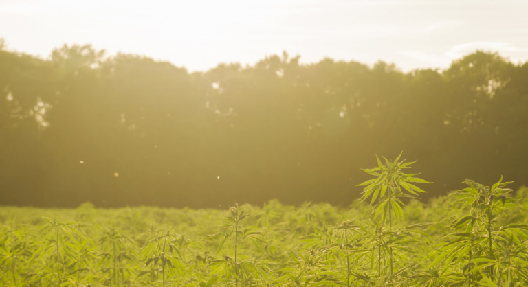 CBD-Hemp-Industry