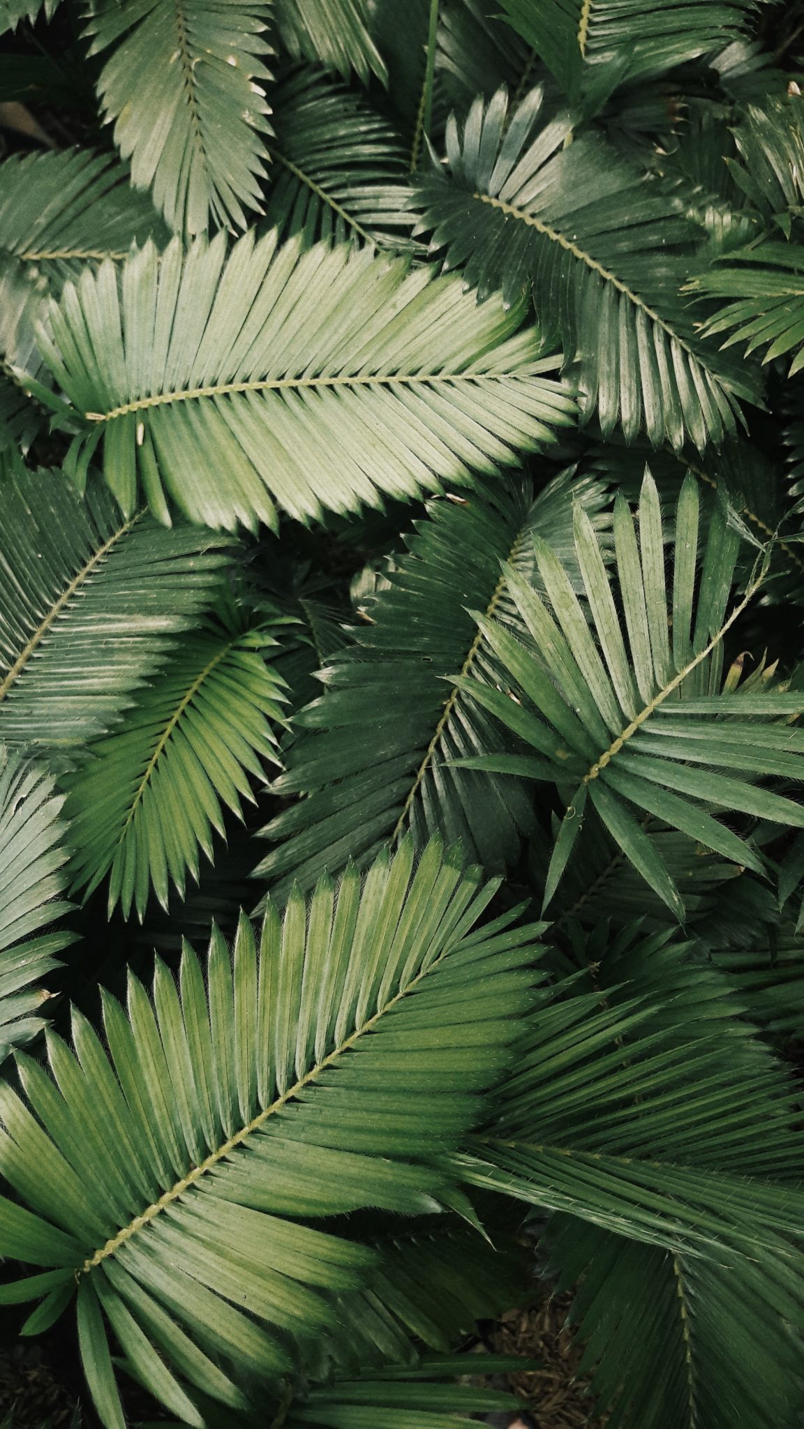 hemp leaves