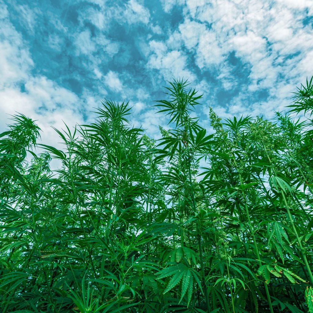 hemp-plant