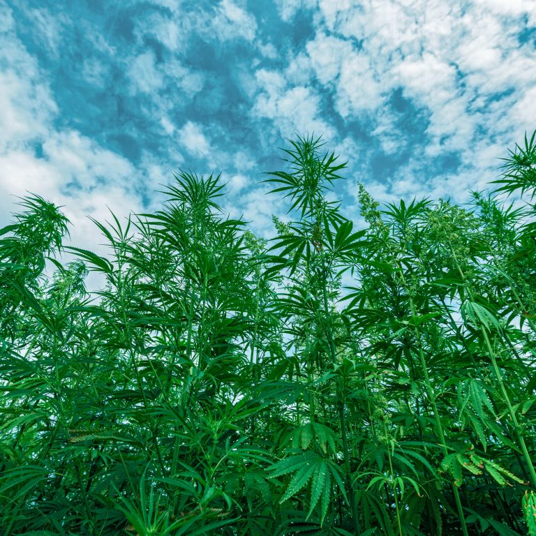 hemp-plant