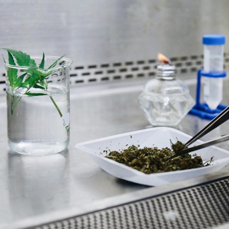 CBD Hemp Extract