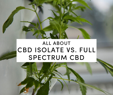 about cbd isolate and full spectrum cbd