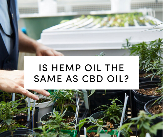 Hands touching hemp plants