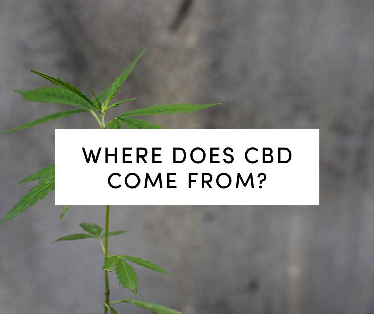 Hemp plant on gray background