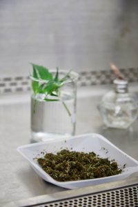 hemp plant and hemp leaves in science lab 