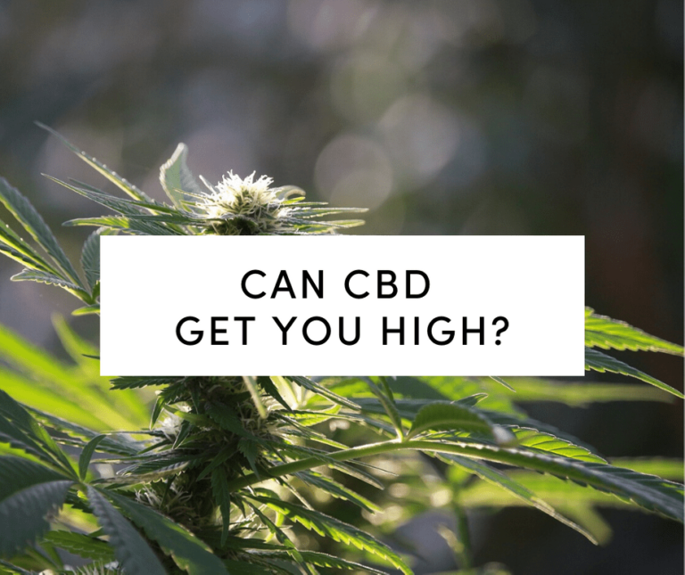 Cannabis Sativa plant outdoors
