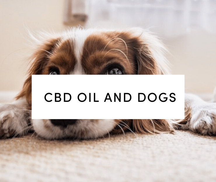 White and brown dog laying on rug