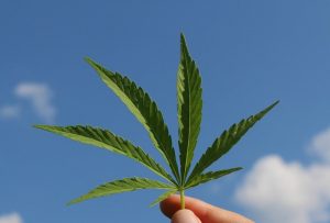 Woman holding hemp leaf up to blue skies
