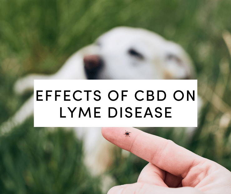 effects of cbd on lyme disease