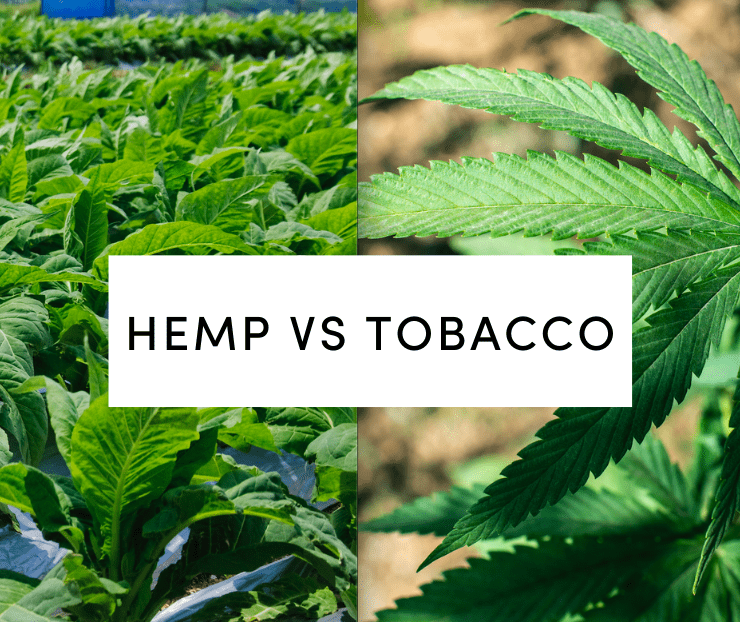 hemp vs tobacco