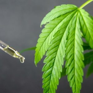 CBDA To CBD Conversion - hemp plant with CBDA inside beside a dropper full of CBD