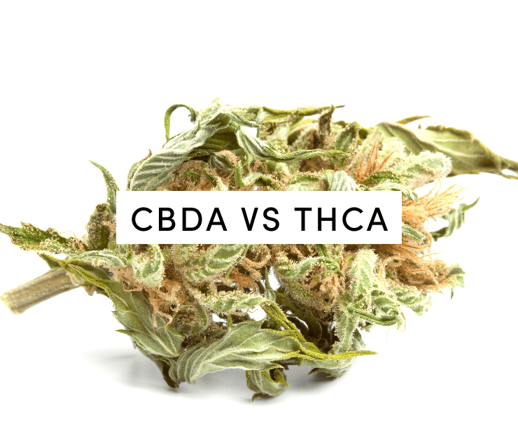 cbda vs thca