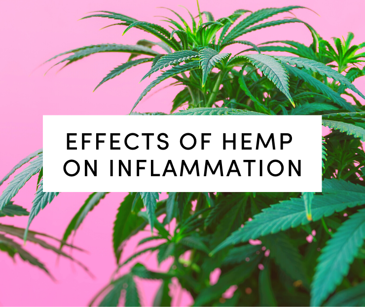 effects of hemp on inflammation