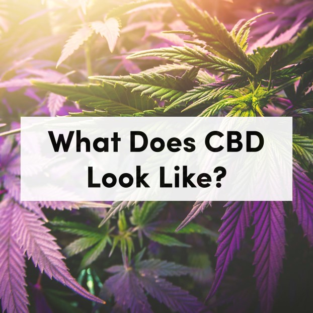What Does CBD Look Like