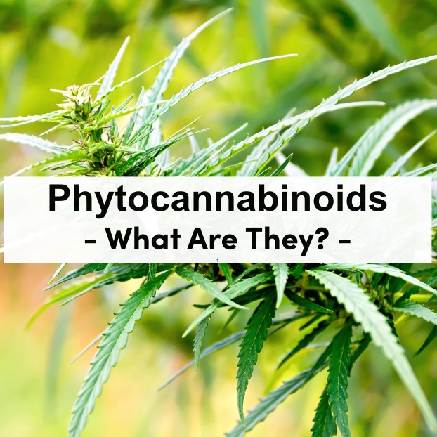 What are cannabinoids