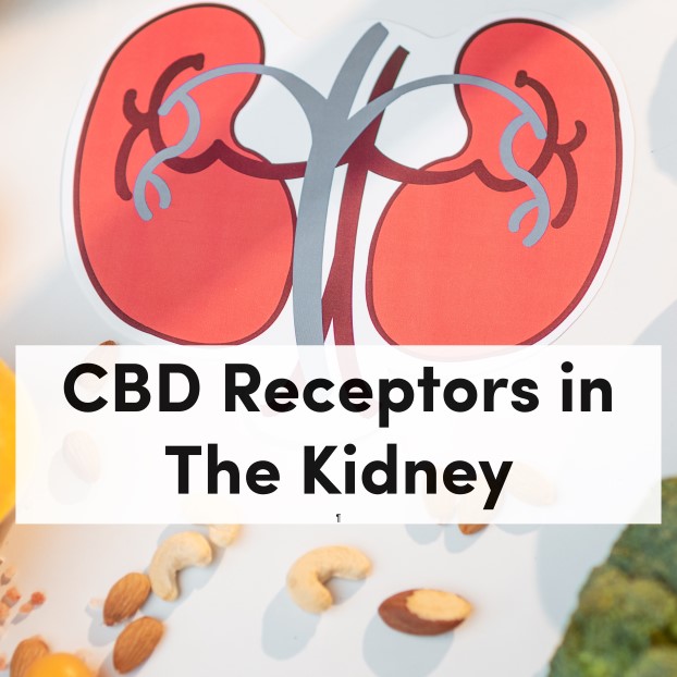 CBD Receptors in The Kidney