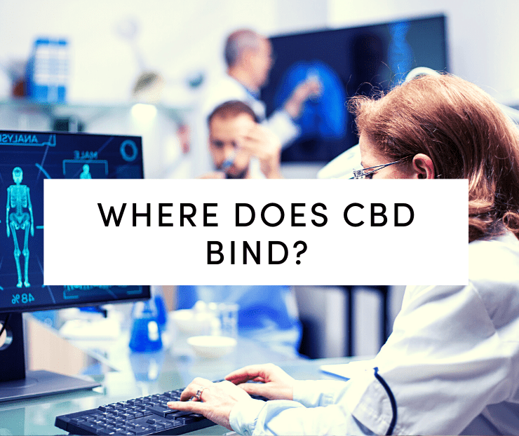 where does cbd bind