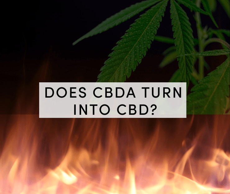 does cbda turn into cbd