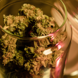 CBD vs THCA - cured cannabis that still has THC in it