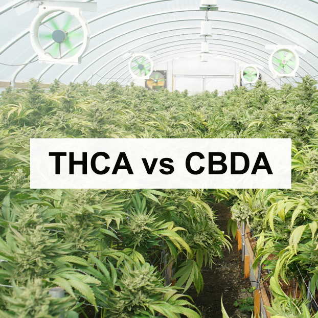 THCA vs CBDA