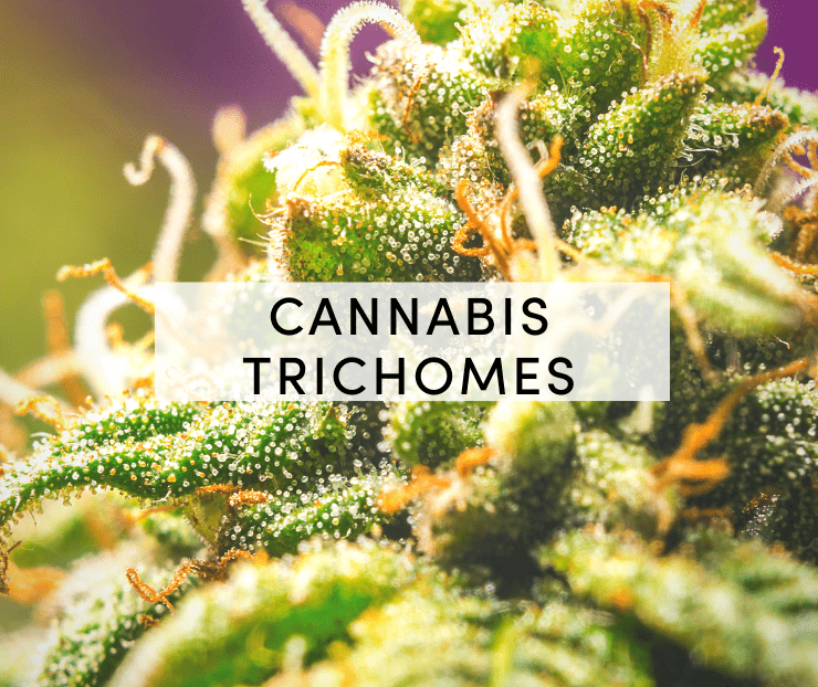 cannabis trichomes