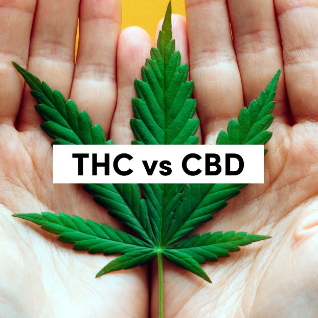 THC vs CBD