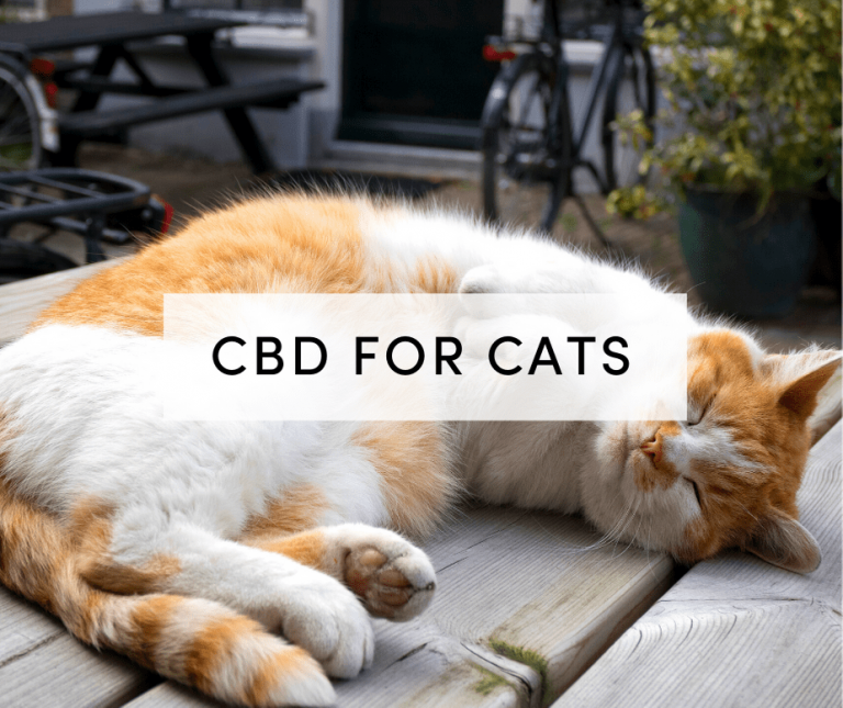 cbd for cats