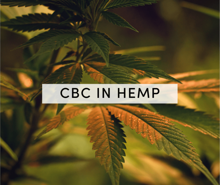 cbc in hemp