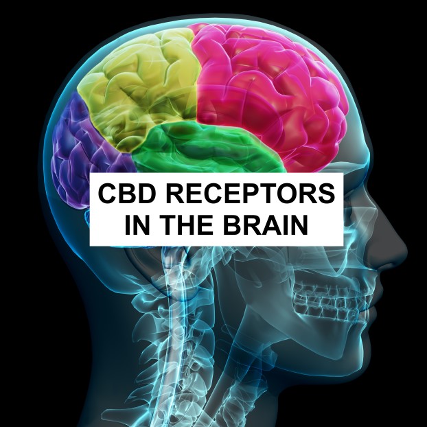 CBD Receptors in The Brain