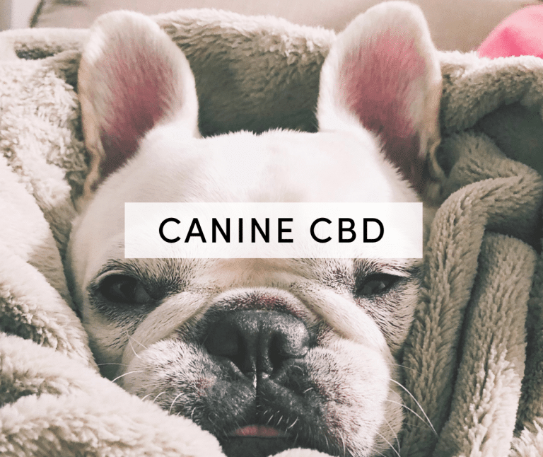 canine cbd