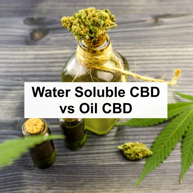 Water Soluble CBD vs Oil CBD