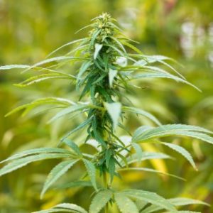 Hemp Gummies vs CBD Gummies - grown hemp plant