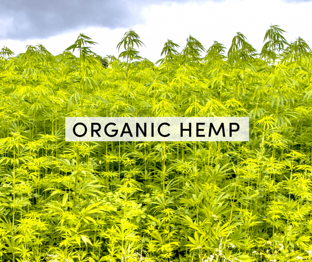 organic hemp