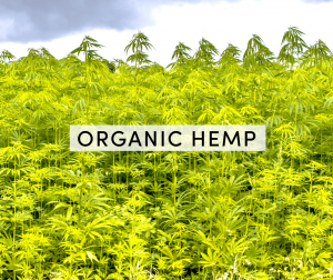 organic hemp