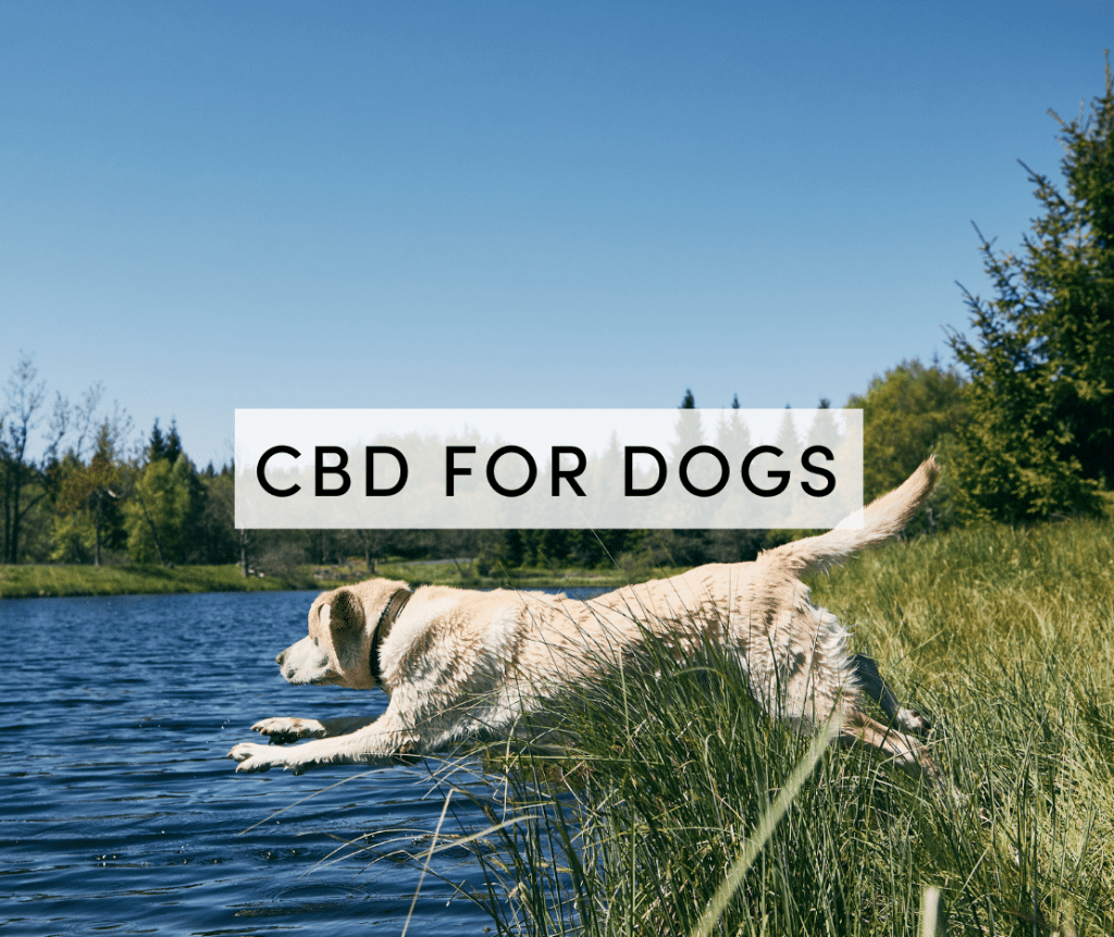 cbd for dogs