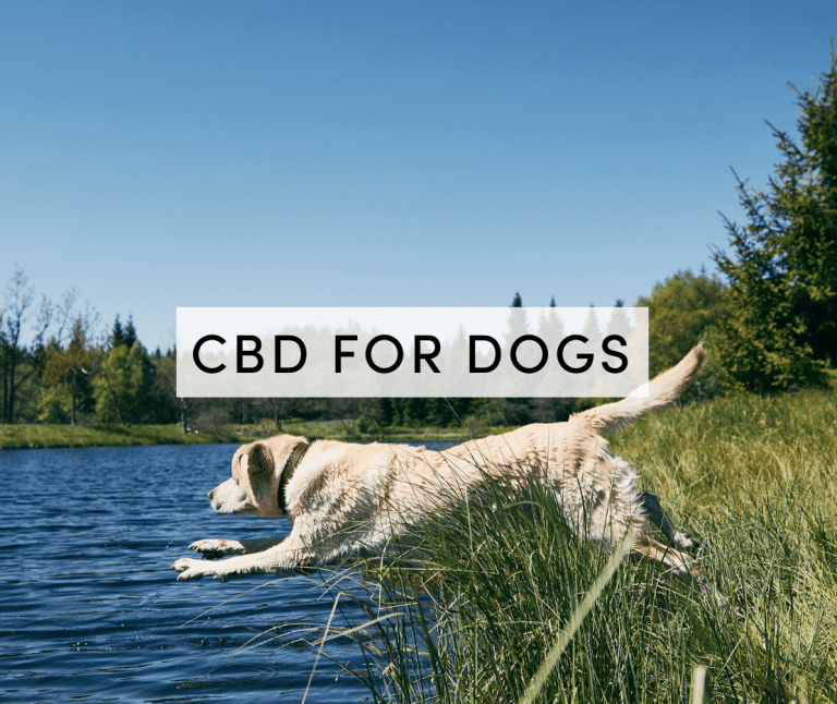 cbd for dogs
