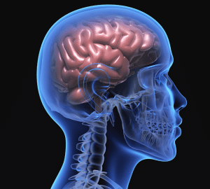 brain