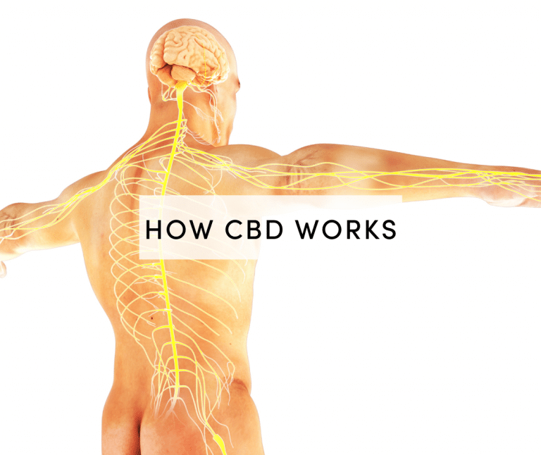 how cbd works