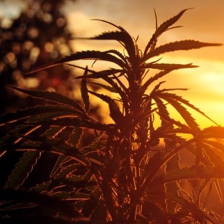 time to harvest hemp plant
