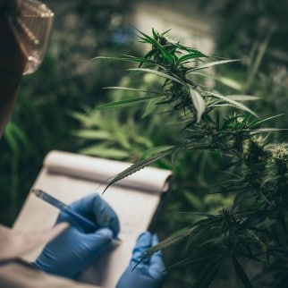 THC vs CBD