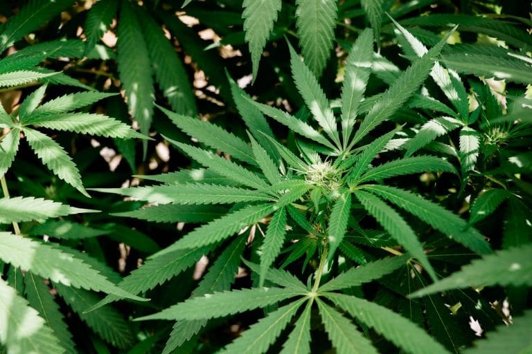 What is THCA?